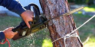 Best Tree Risk Assessment  in Pearl City, HI