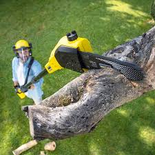 Best Tree and Shrub Care  in Pearl City, HI